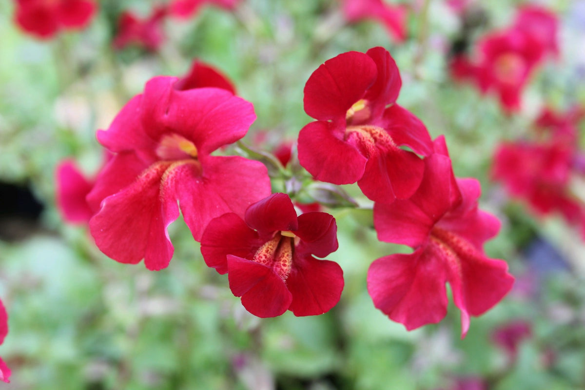 Mimulus cupreus 'Red Emperor' Marginal Pond Plant