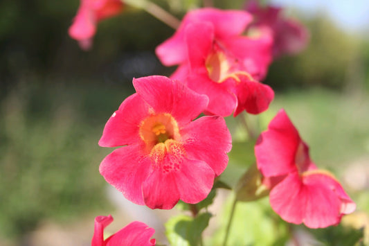 Mimulus cupreus 'Red Emperor' Marginal Pond Plant