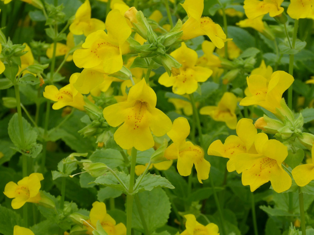 Mimulus guttatus Marginal Pond Plant