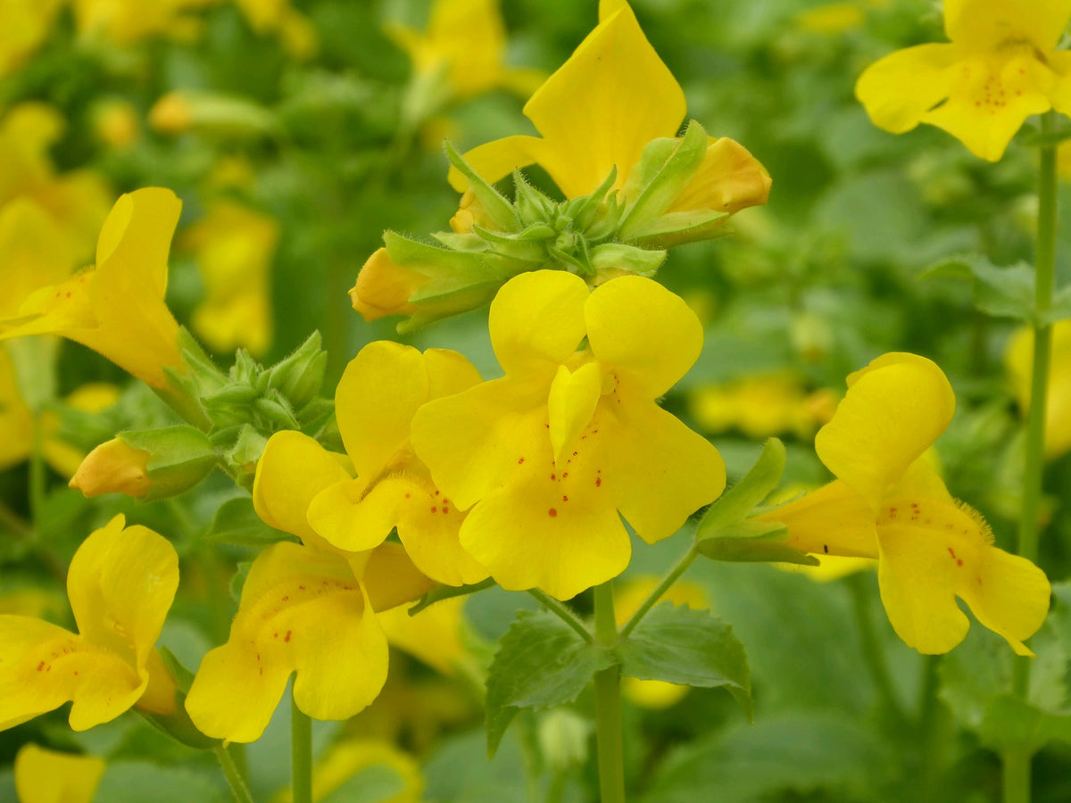 Mimulus guttatus Marginal Pond Plant