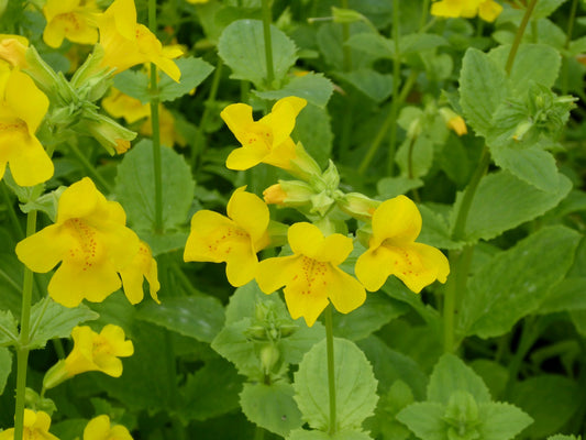 Mimulus guttatus Marginal Pond Plant