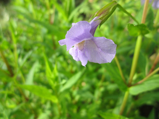 Mimulus ringens Marginal Pond Plant