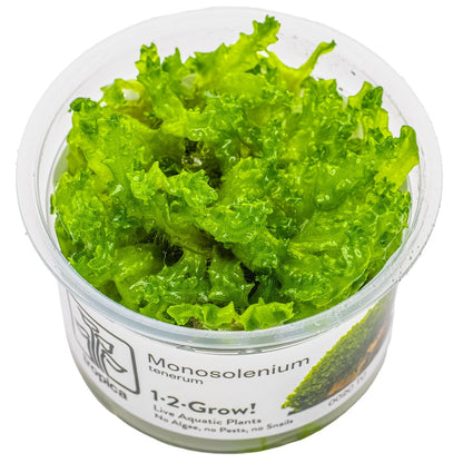 Monosolenium tenerum 1-2-Grow! Aquarium Liverwort — 1-2-Grow!