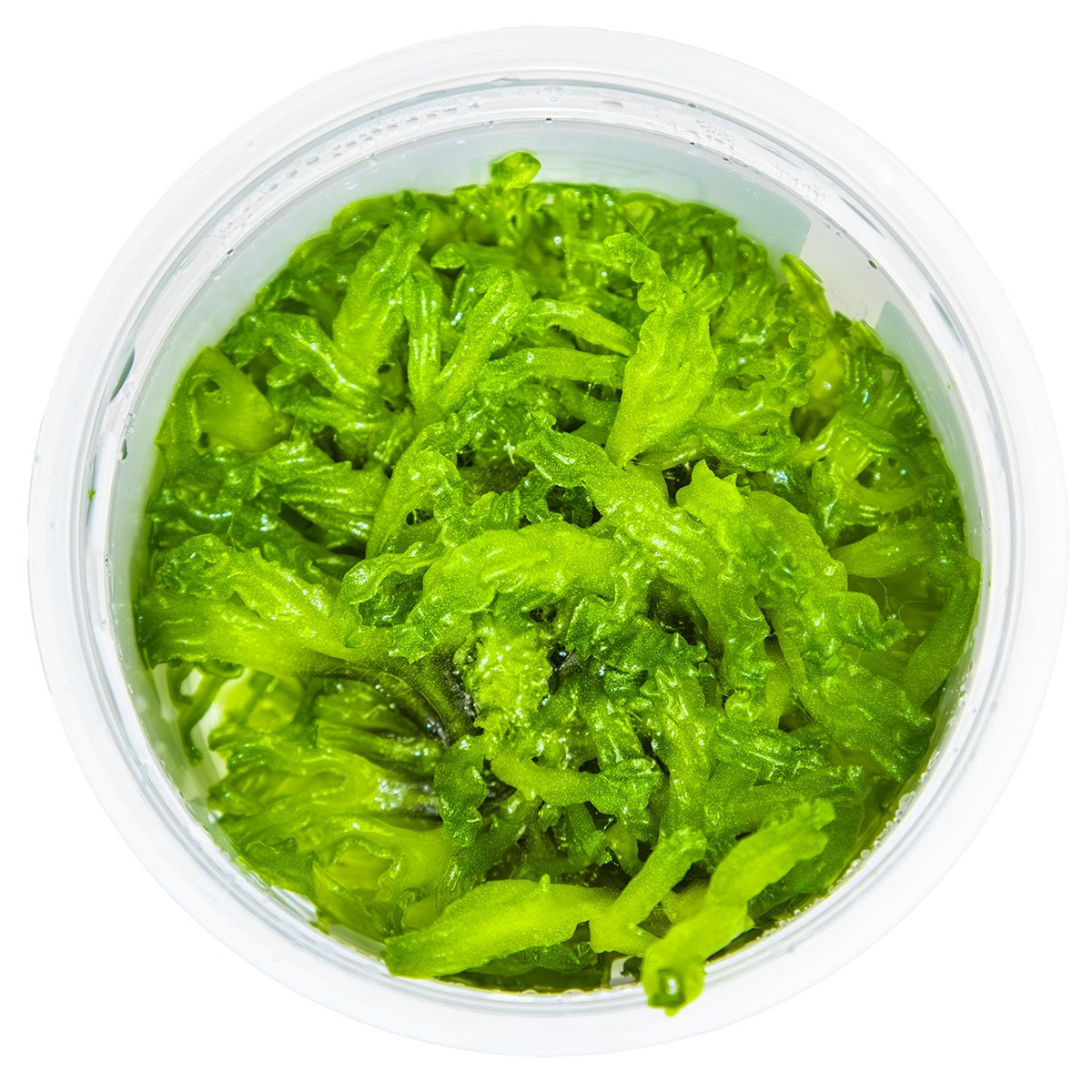 Monosolenium tenerum 1-2-Grow! Aquarium Liverwort — 1-2-Grow!