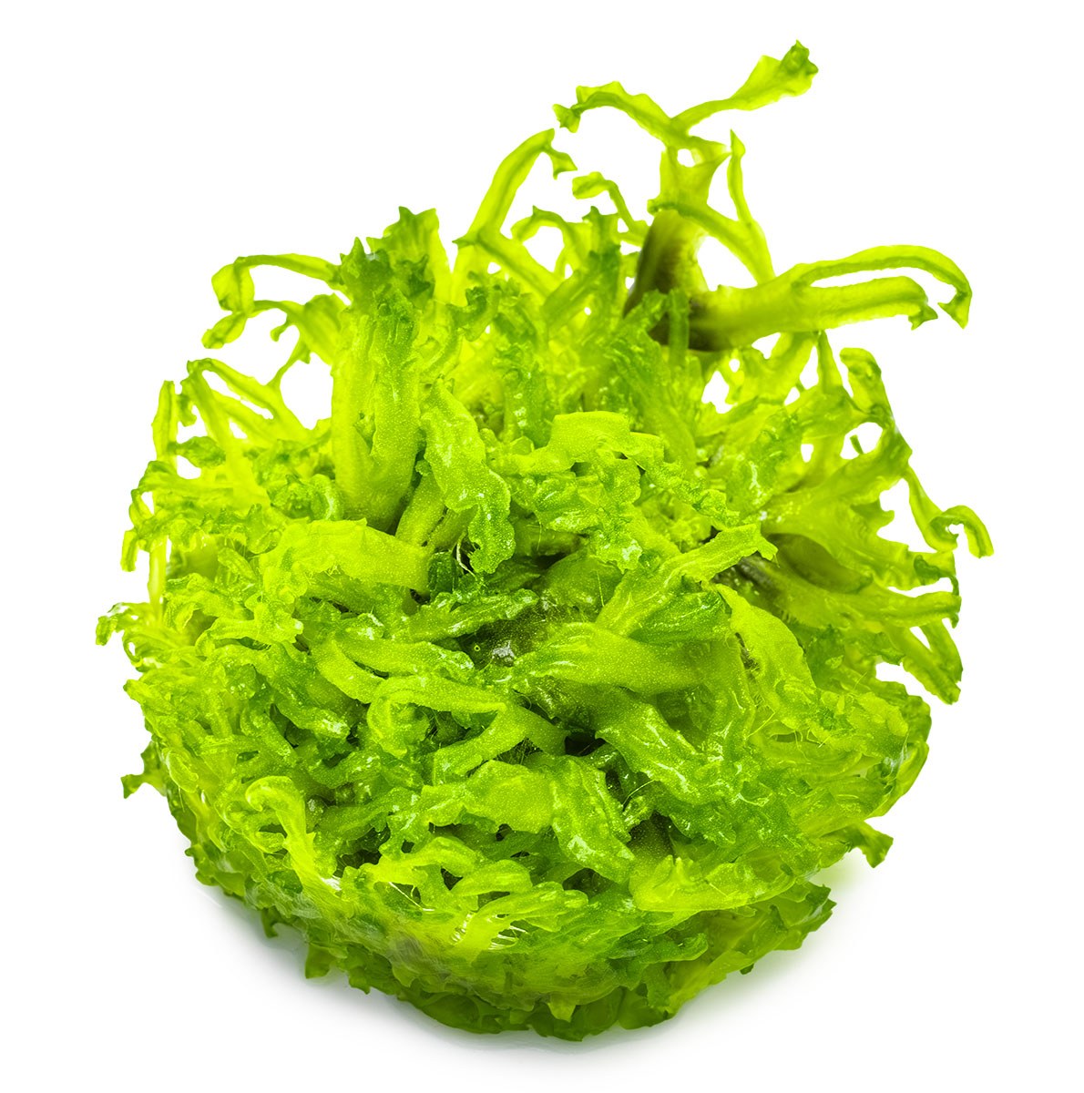 Monosolenium tenerum 1-2-Grow! Aquarium Liverwort — 1-2-Grow!
