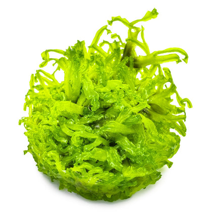 Monosolenium tenerum 1-2-Grow! Aquarium Liverwort — 1-2-Grow!