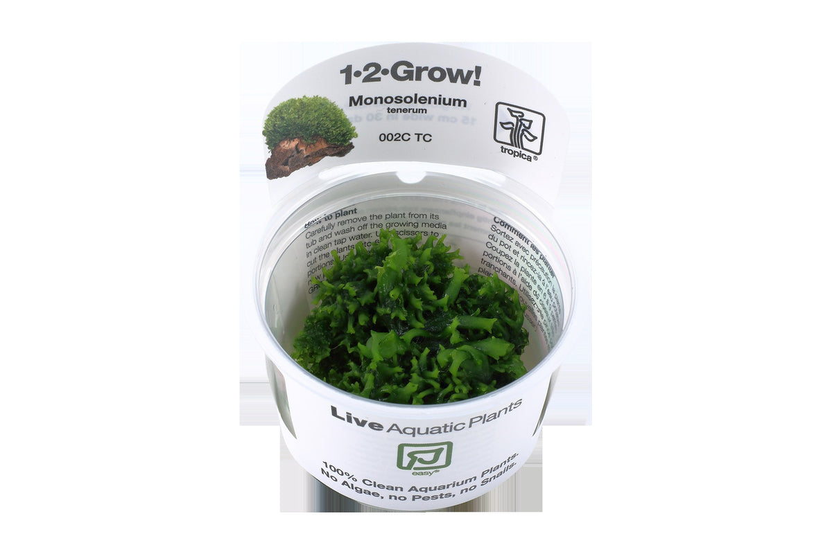 Monosolenium tenerum 1-2-Grow! Aquarium Liverwort — 1-2-Grow!