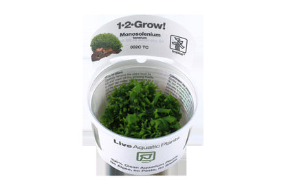 Monosolenium tenerum 1-2-Grow! Aquarium Liverwort — 1-2-Grow!