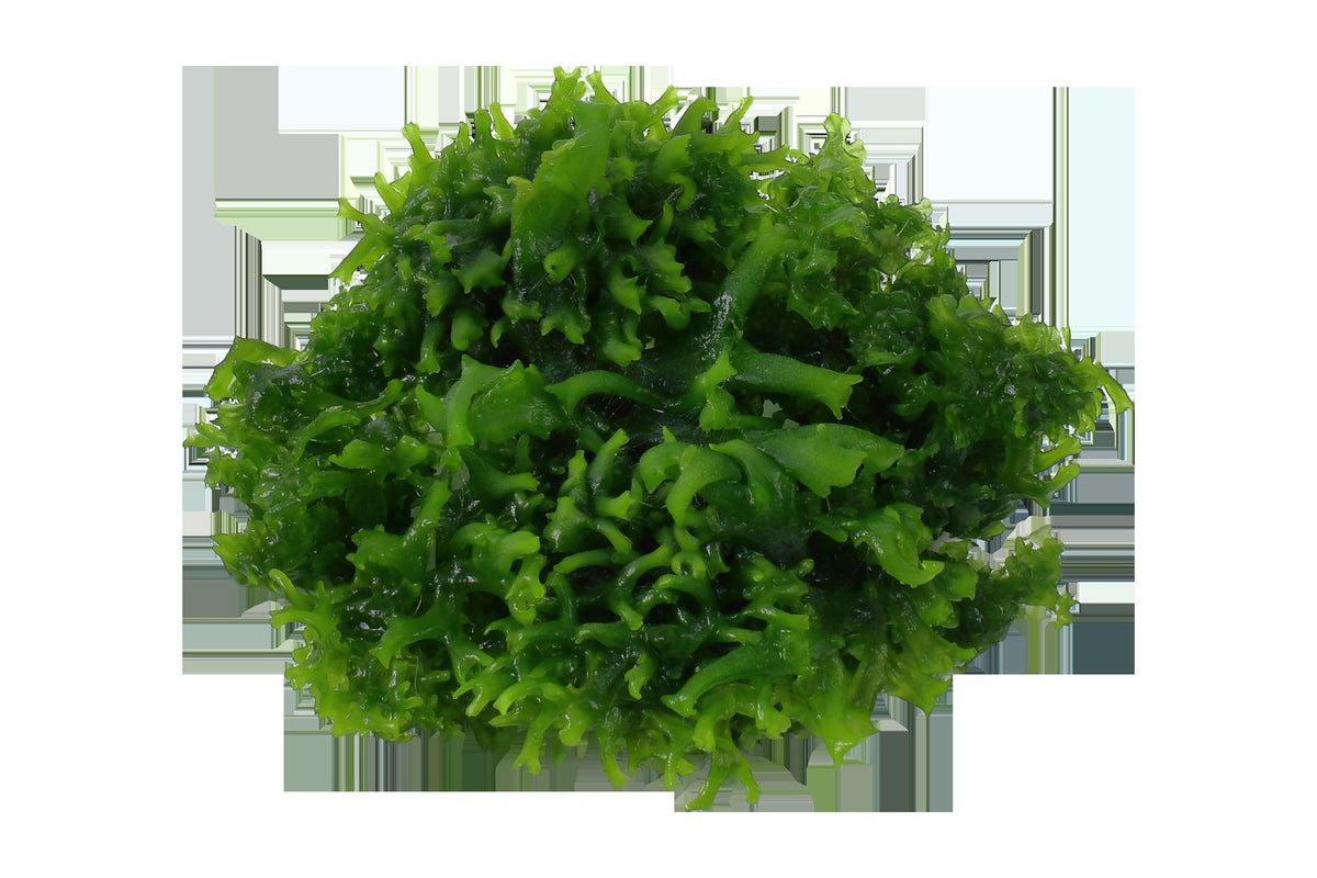 Monosolenium tenerum 1-2-Grow! Aquarium Liverwort — 1-2-Grow!