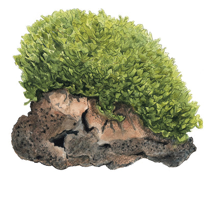 Monosolenium tenerum 1-2-Grow! Aquarium Liverwort — 1-2-Grow!