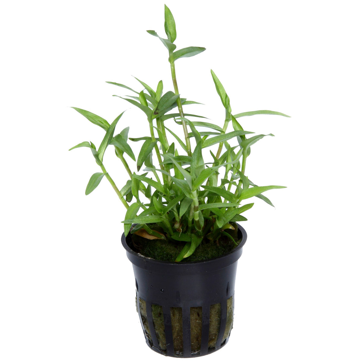 Murdannia keisak Potted Aquarium Plant — Potted