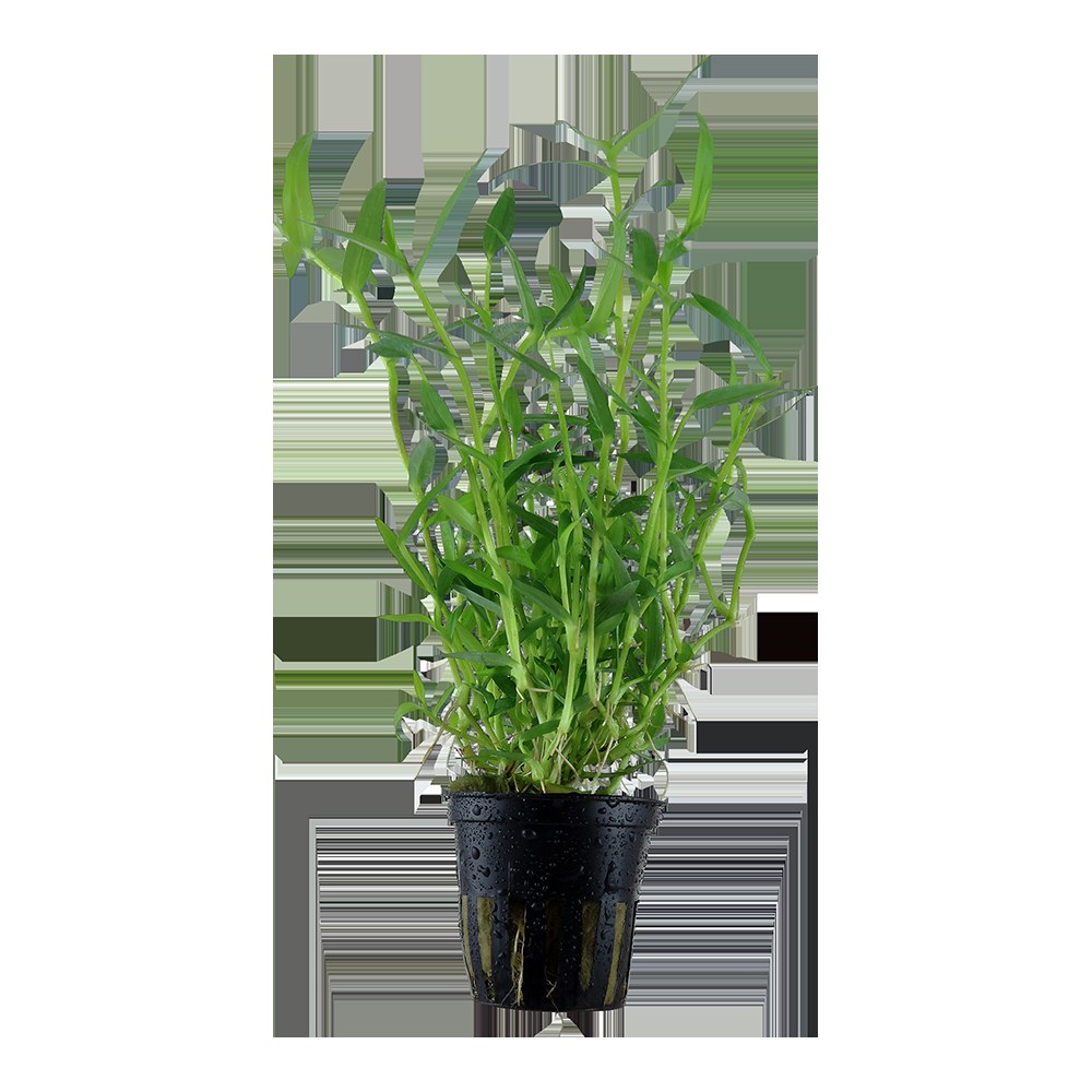 Murdannia keisak Potted Aquarium Plant — Potted