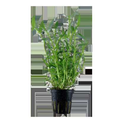 Murdannia keisak Potted Aquarium Plant — Potted