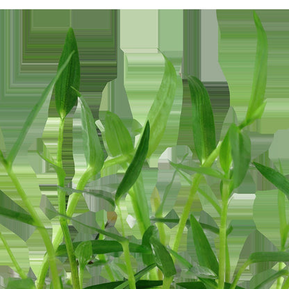 Murdannia keisak Potted Aquarium Plant — Potted