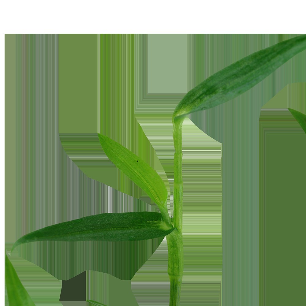 Murdannia keisak Potted Aquarium Plant — Potted