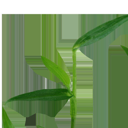 Murdannia keisak Potted Aquarium Plant — Potted