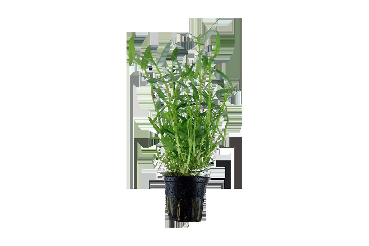 Murdannia keisak Potted Aquarium Plant — Potted