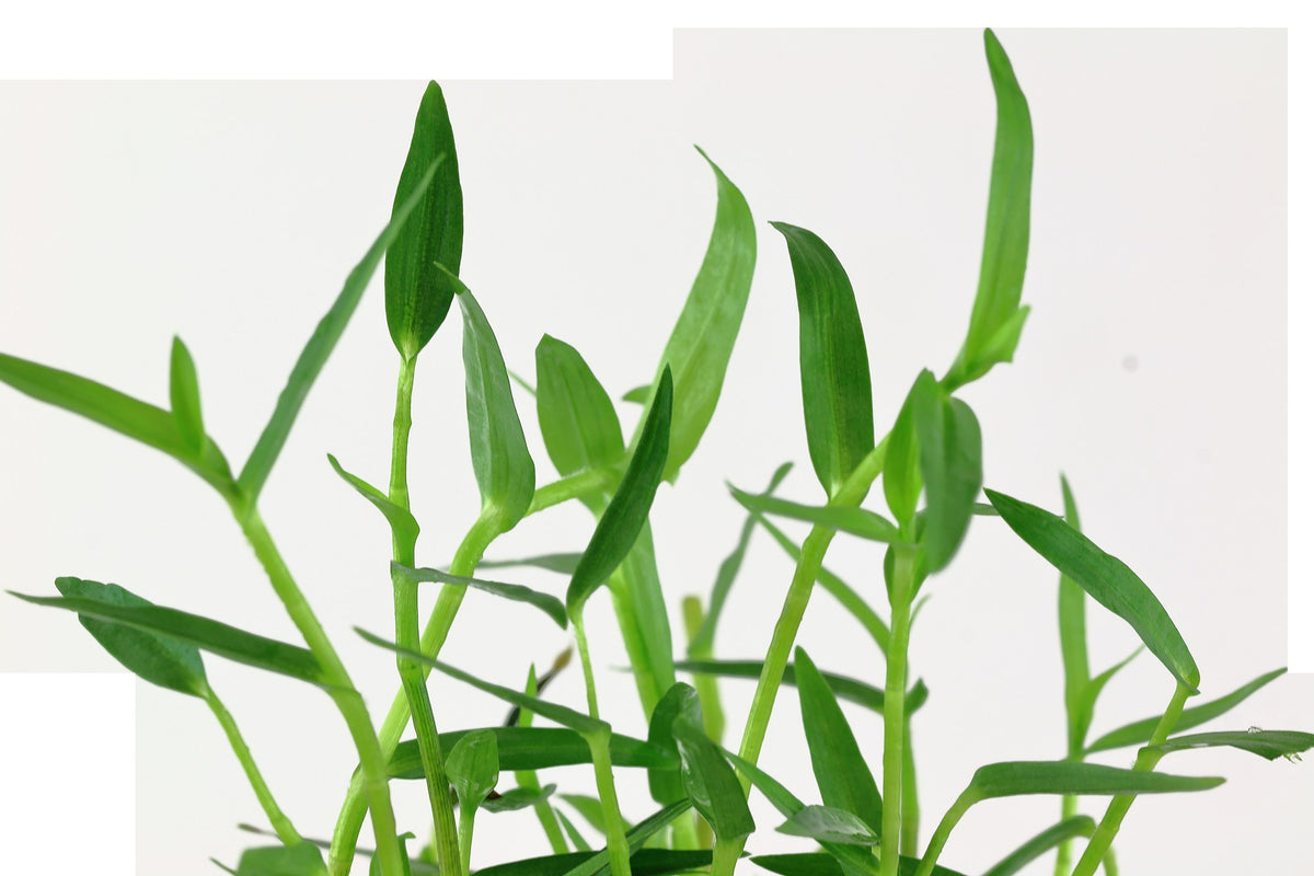 Murdannia keisak Potted Aquarium Plant — Potted