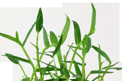 Murdannia keisak Potted Aquarium Plant — Potted