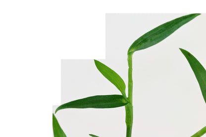 Murdannia keisak Potted Aquarium Plant — Potted