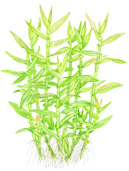 Murdannia keisak Potted Aquarium Plant — Potted