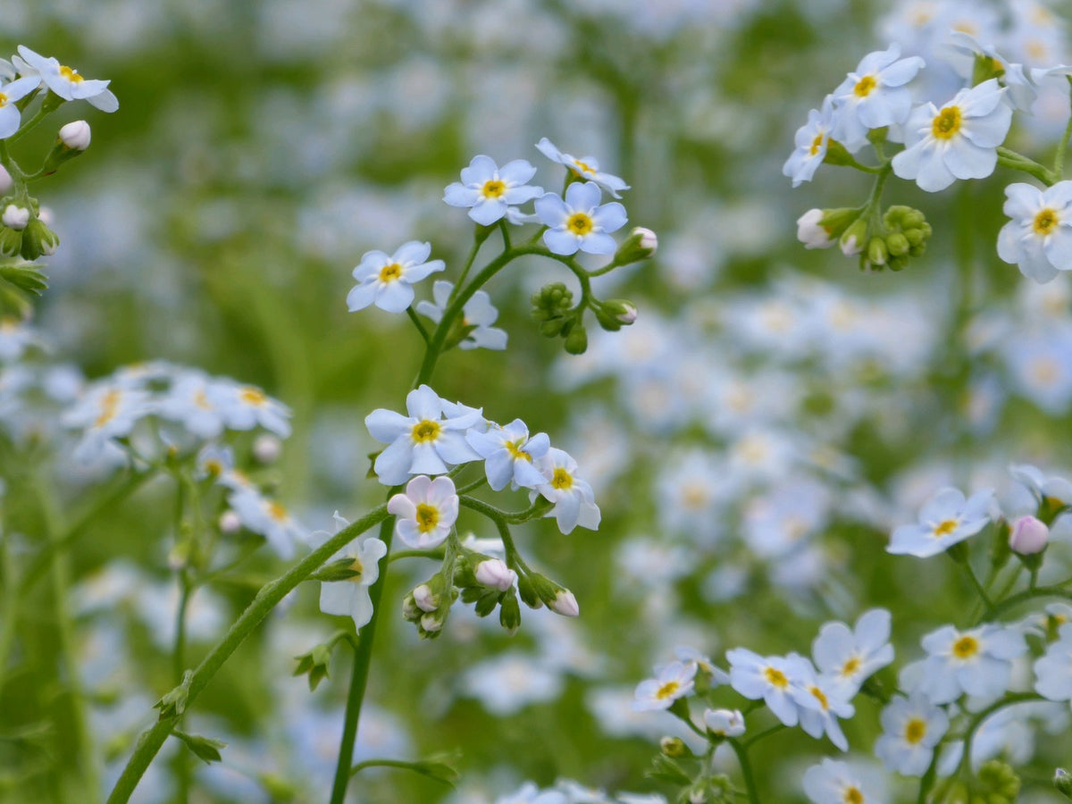 Myosotis Scorpioides Marginal Pond Plant