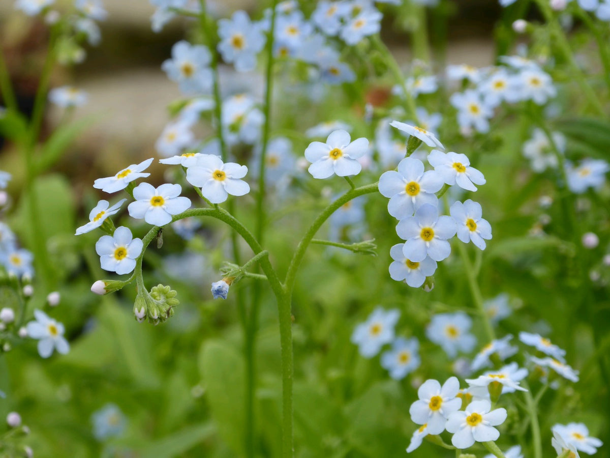 Myosotis Scorpioides Marginal Pond Plant