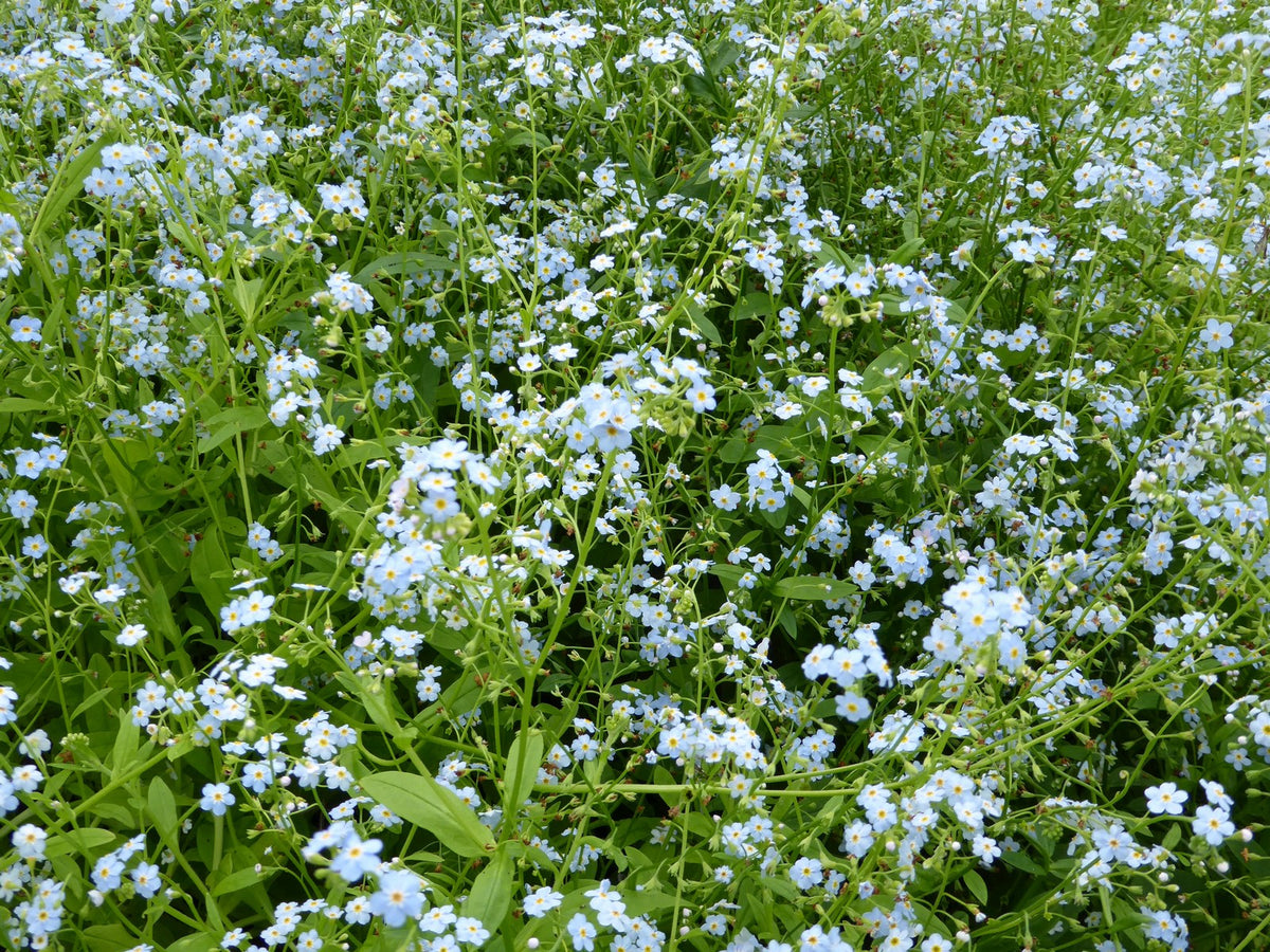 Myosotis Scorpioides Marginal Pond Plant
