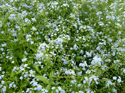 Myosotis Scorpioides Marginal Pond Plant