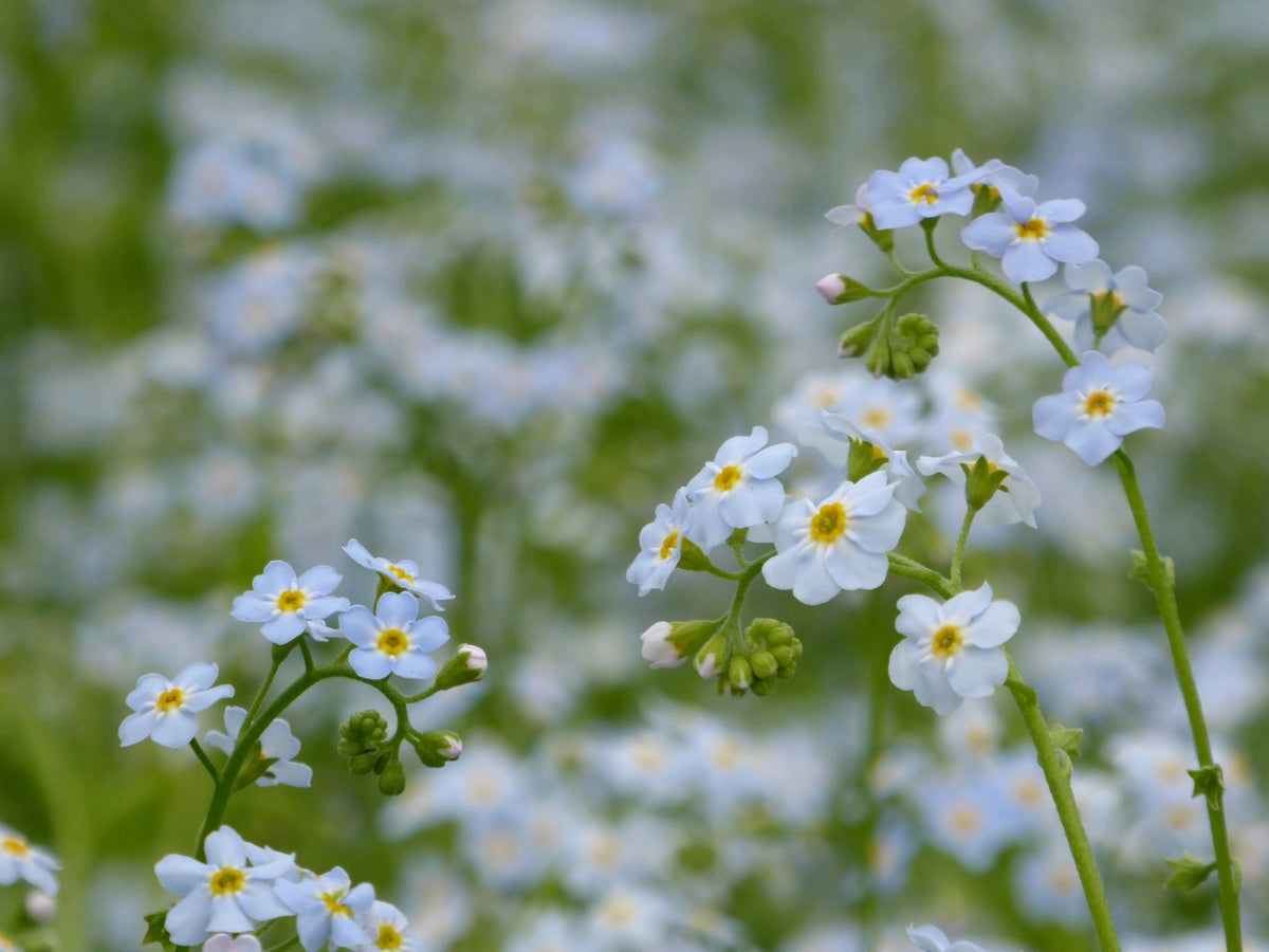 Myosotis Scorpioides Marginal Pond Plant