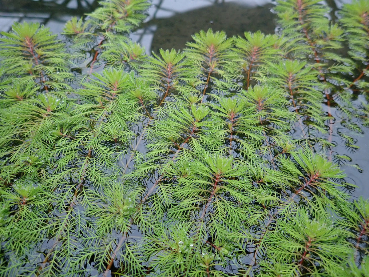 Myriophyllum Brasiliensis Red Stem Pond Plant