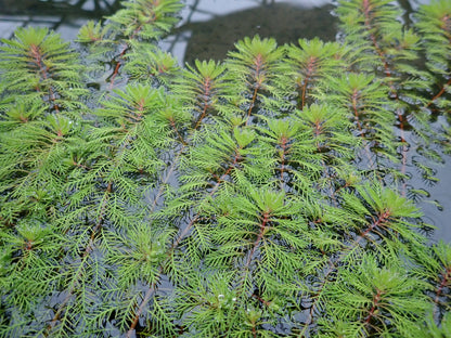 Myriophyllum Brasiliensis Red Stem Pond Plant