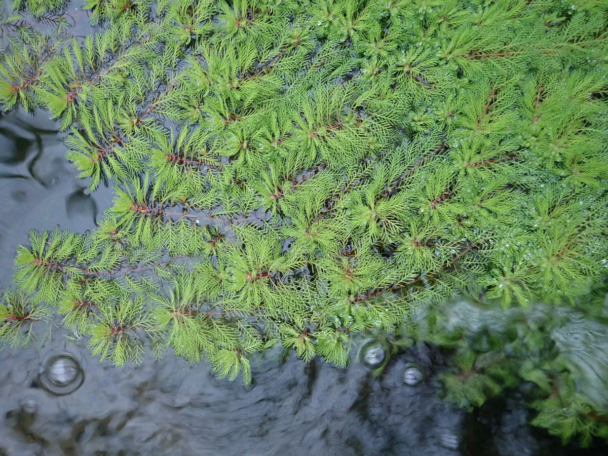 Myriophyllum Brasiliensis Red Stem Pond Plant