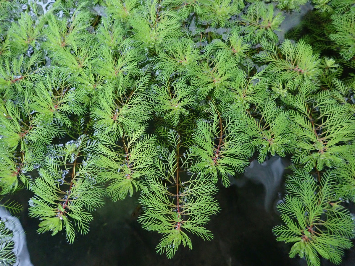 Myriophyllum Brasiliensis Red Stem Pond Plant