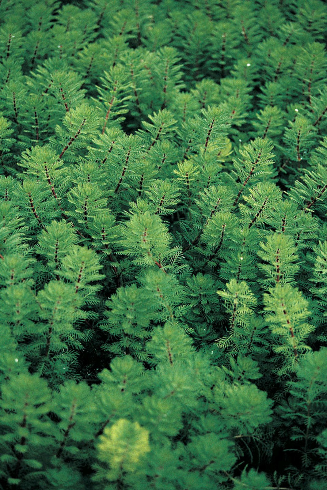 Myriophyllum Brasiliensis Red Stem Pond Plant