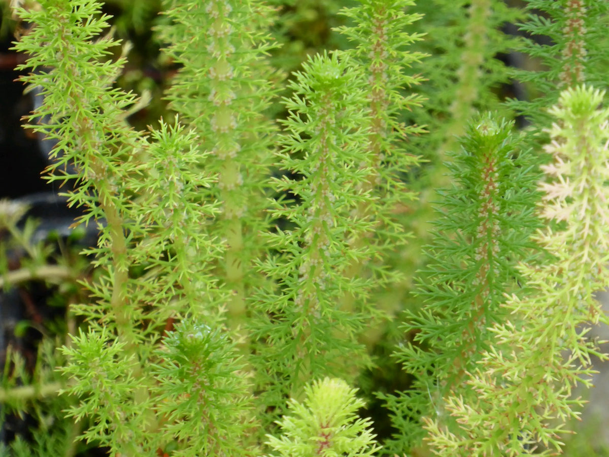 Myriophyllum crispatum Marginal Pond Plant