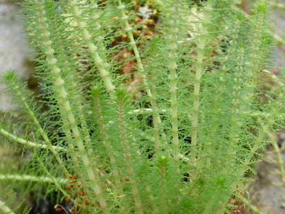Myriophyllum crispatum Marginal Pond Plant