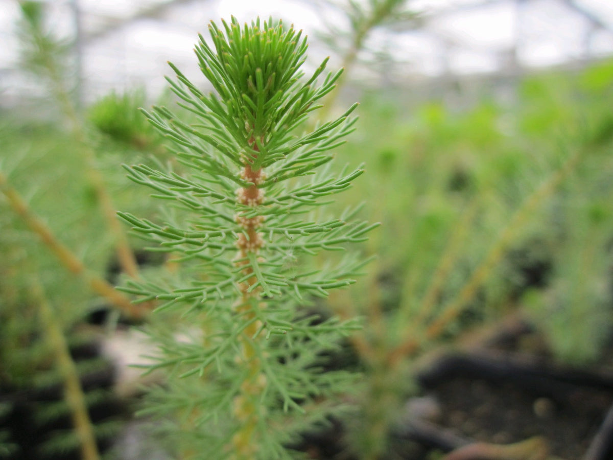 Myriophyllum crispatum Marginal Pond Plant