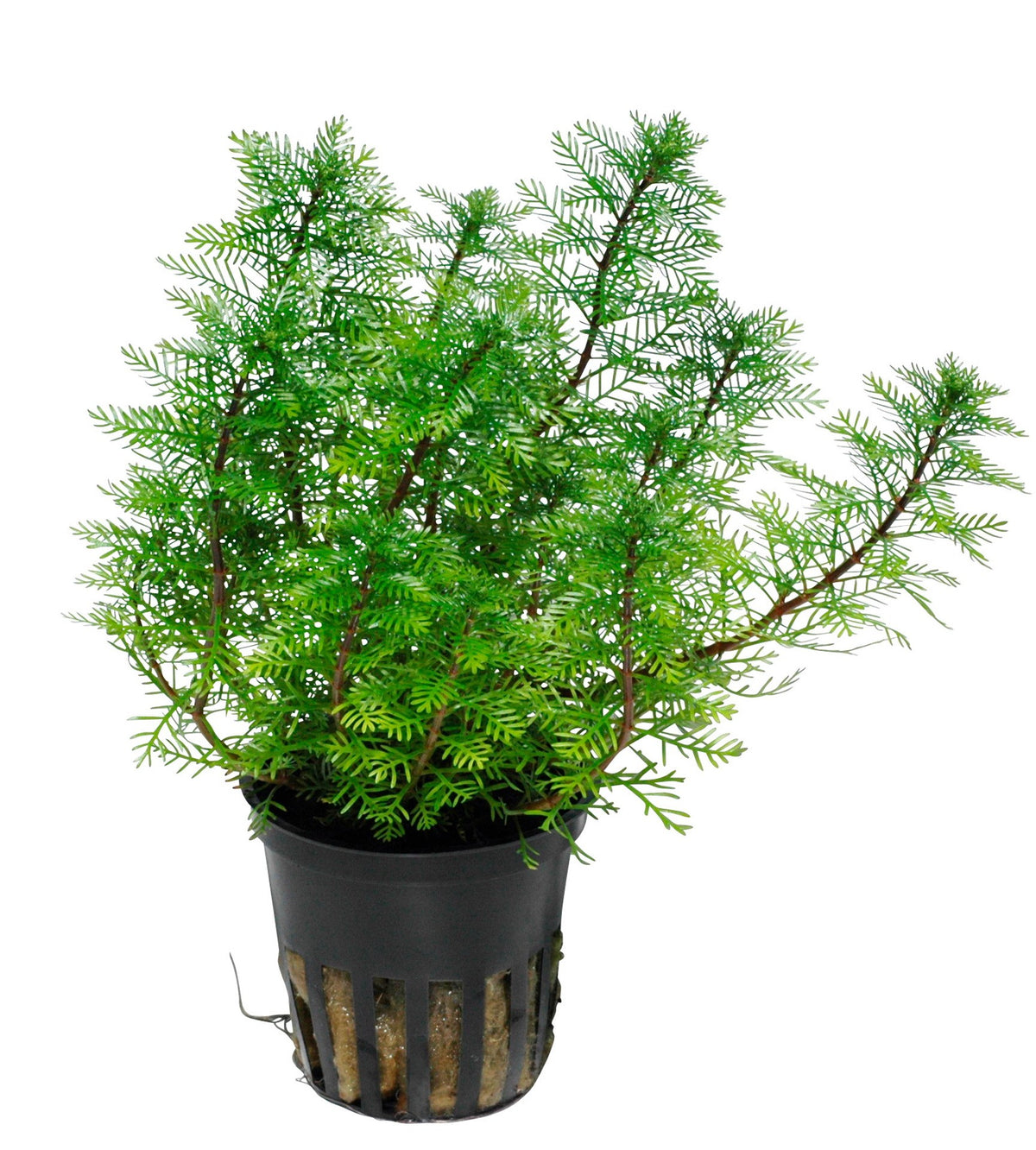 Myriophyllum mattogrossense Potted Aquarium Plant — Potted
