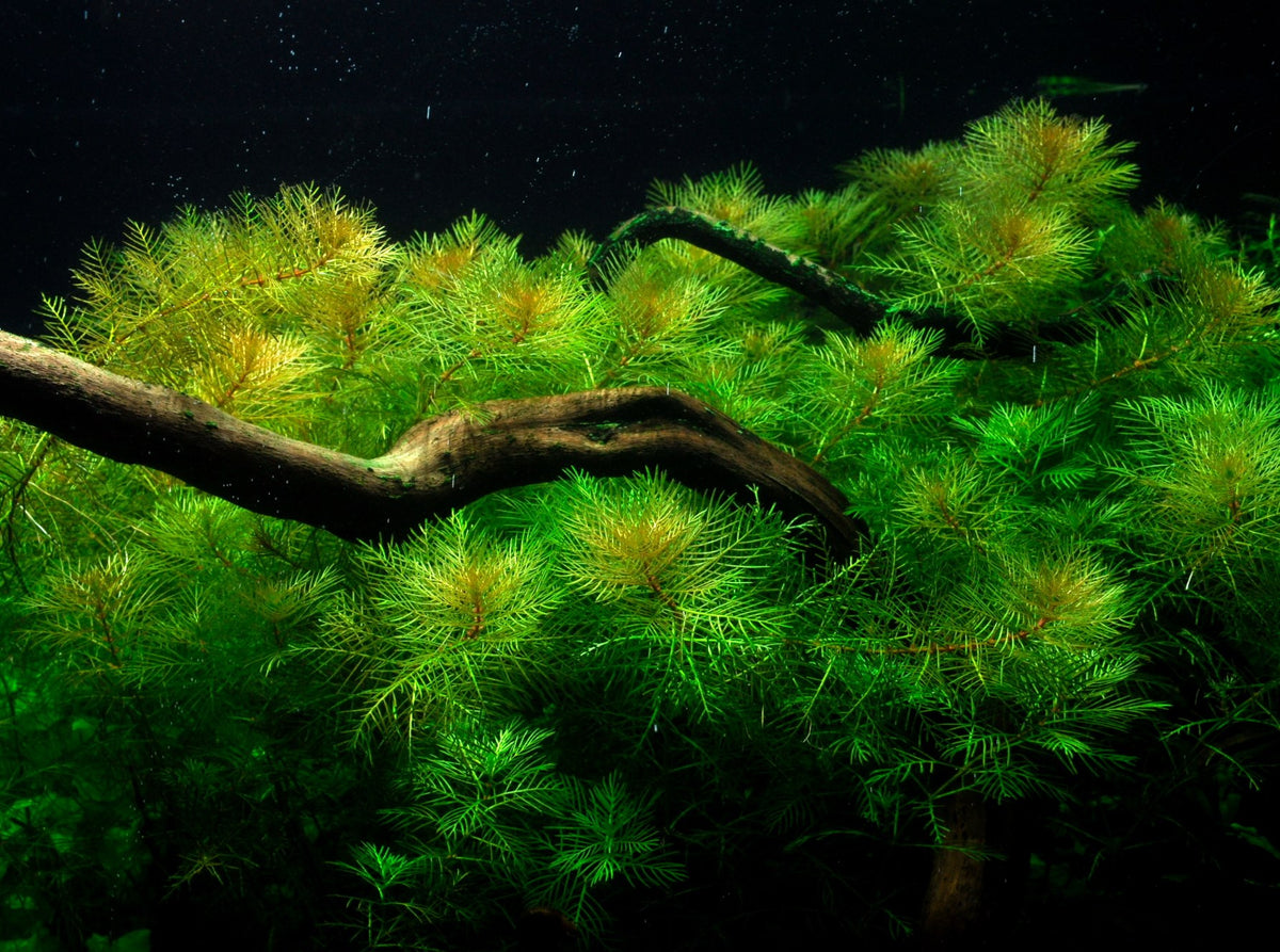 Myriophyllum mattogrossense Potted Aquarium Plant — Potted