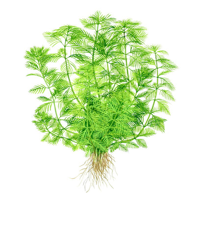 Myriophyllum mattogrossense Potted Aquarium Plant — Potted
