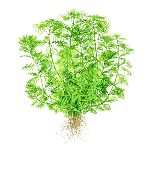 Myriophyllum mattogrossense Potted Aquarium Plant — Potted