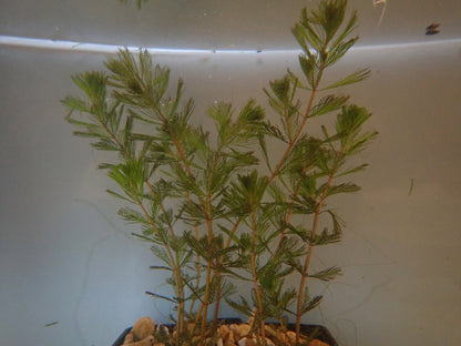 Myriophyllum spicatum Submerged Oxygenating Pond Plant, Pack of 5 Bunches