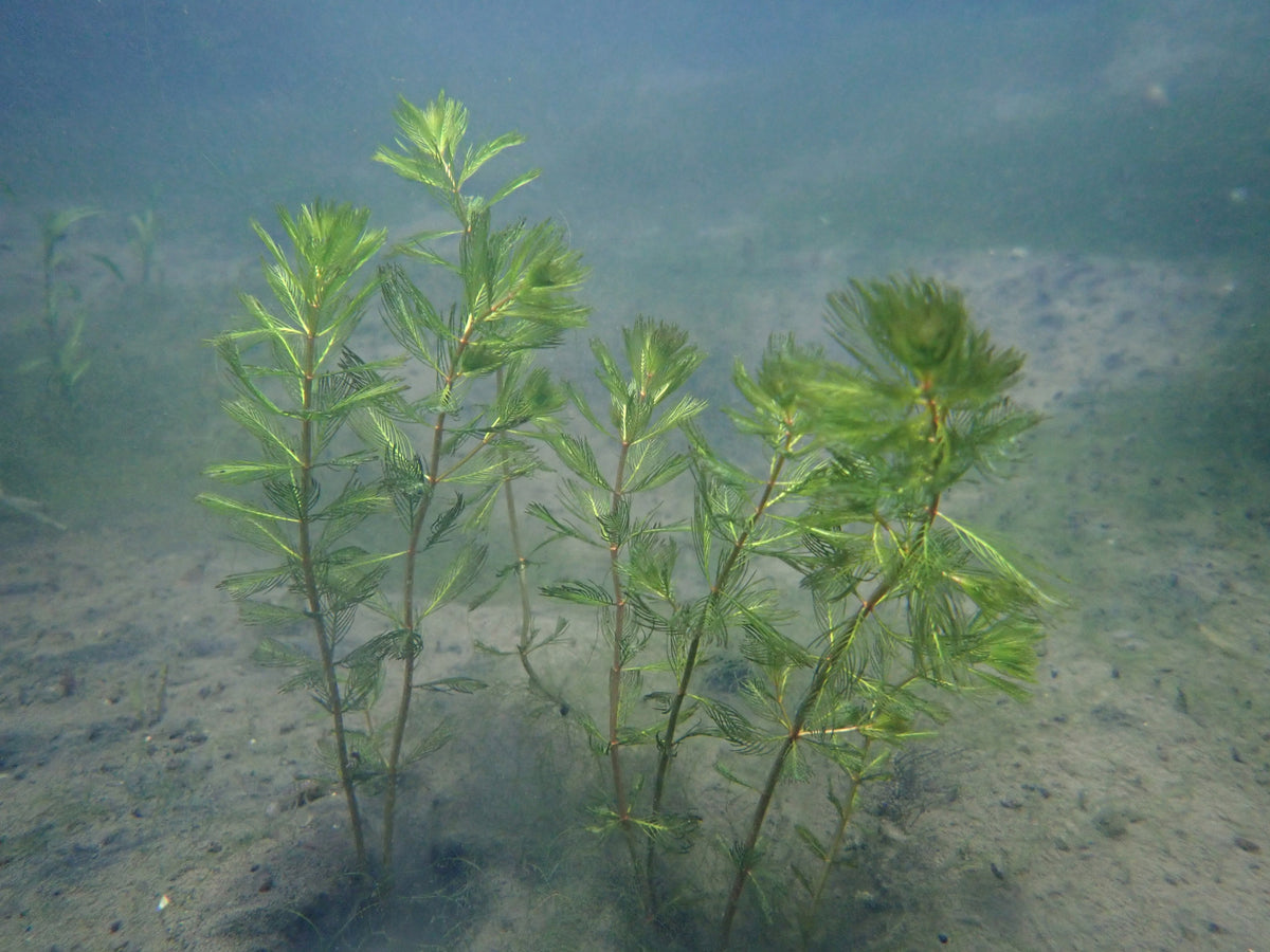 Myriophyllum spicatum Submerged Oxygenating Pond Plant, Pack of 5 Bunches