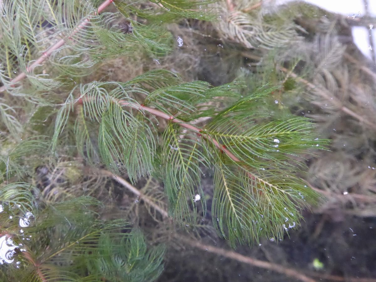 Myriophyllum spicatum Submerged Oxygenating Pond Plant, Pack of 5 Bunches
