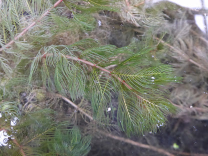 Myriophyllum spicatum Submerged Oxygenating Pond Plant, Pack of 5 Bunches