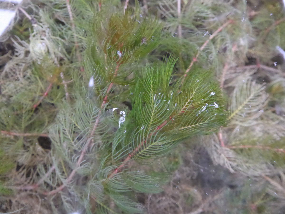 Myriophyllum spicatum Submerged Oxygenating Pond Plant, Pack of 5 Bunches