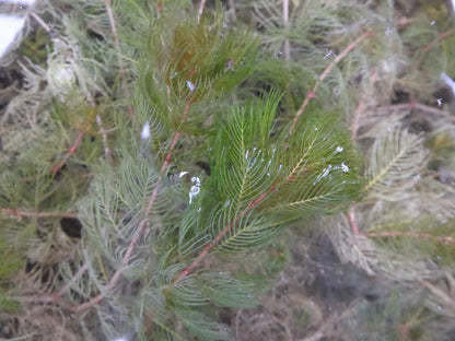 Myriophyllum spicatum Submerged Oxygenating Pond Plant, Pack of 5 Bunches