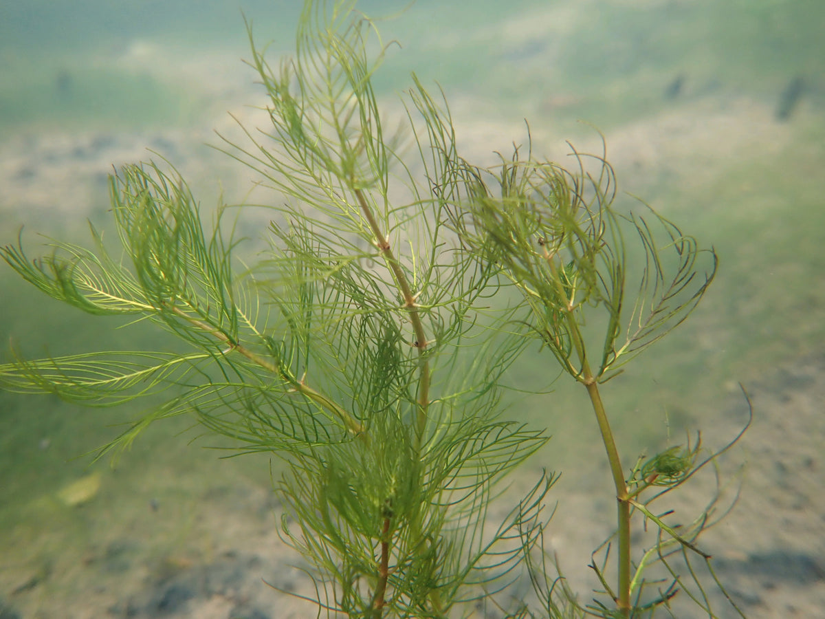 Myriophyllum verticillatum Pond Plant - Pack of 5 Bunches