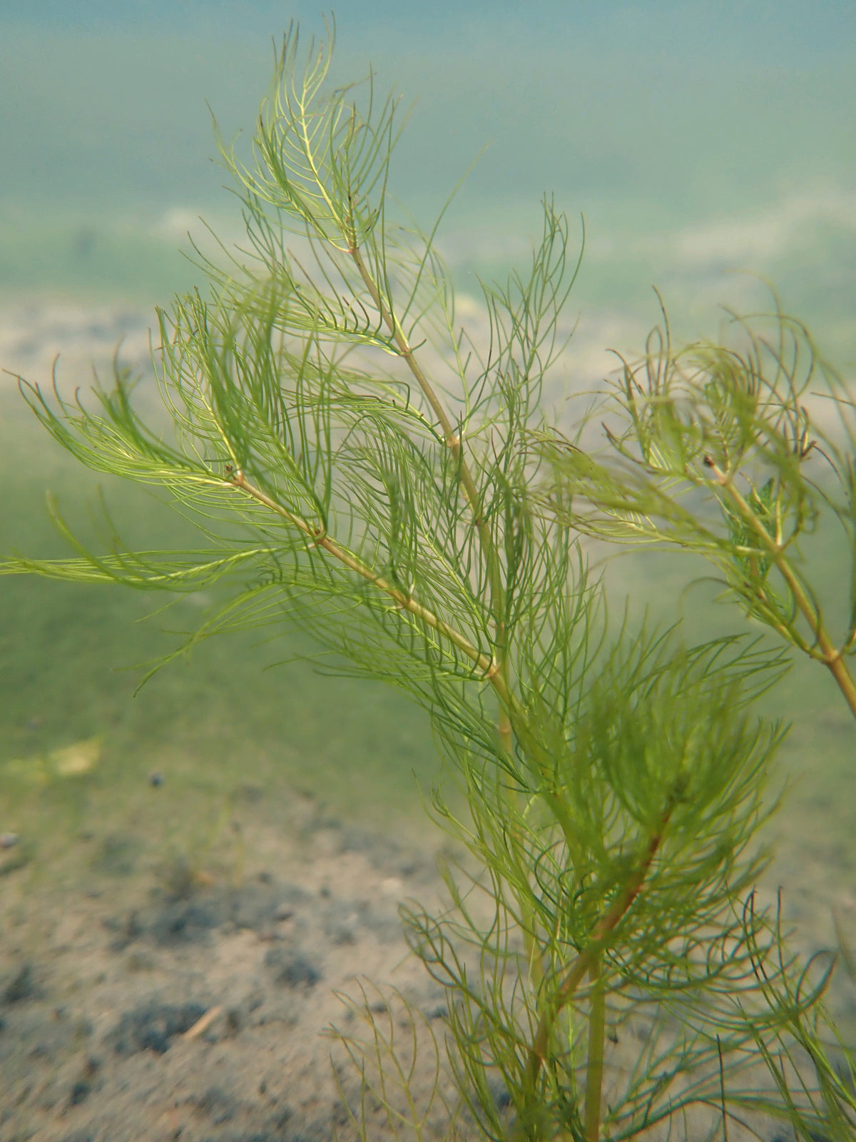 Myriophyllum verticillatum Pond Plant - Pack of 5 Bunches